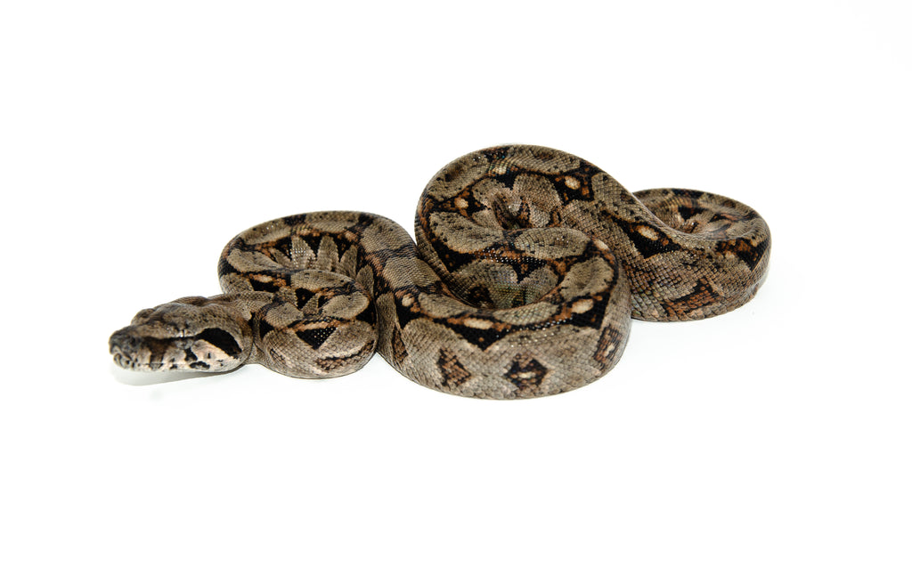 Central American Boa Constrictor